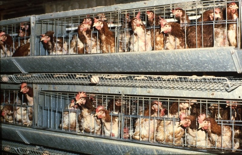 Tak żyją kury w hodowli. Animalsi: to niehumanitarne