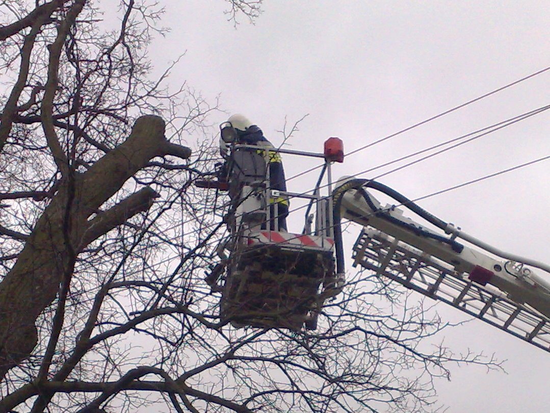 Drzewo spadło na linię energetyczną