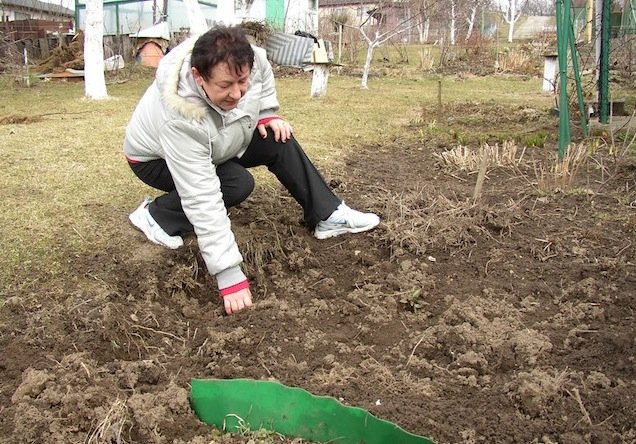 Działkowcy boją się dzików. Zwierzęta niszczą uprawy