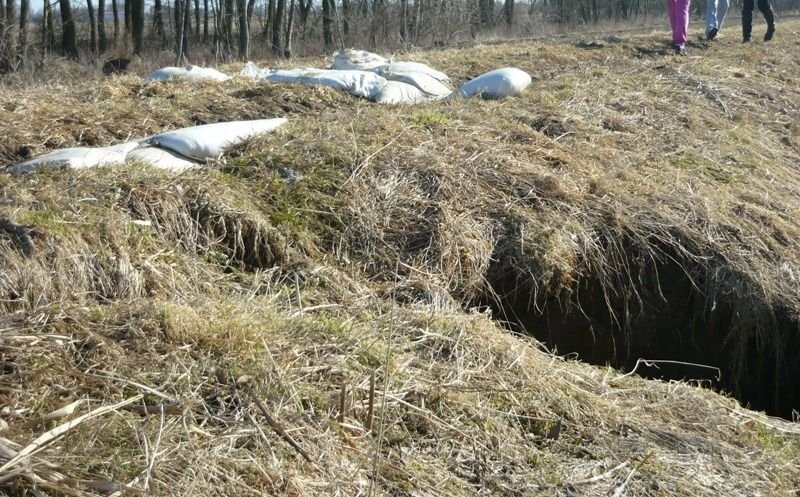 Napisali do nas: bobry niszczą wały na Wyspie Nowakowskiej 