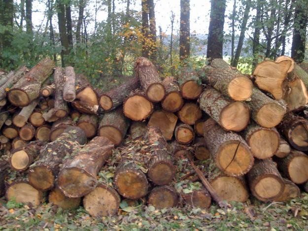 Utrudnienia dla złodziei i klientów? Sprzedaż drewna po nowemu