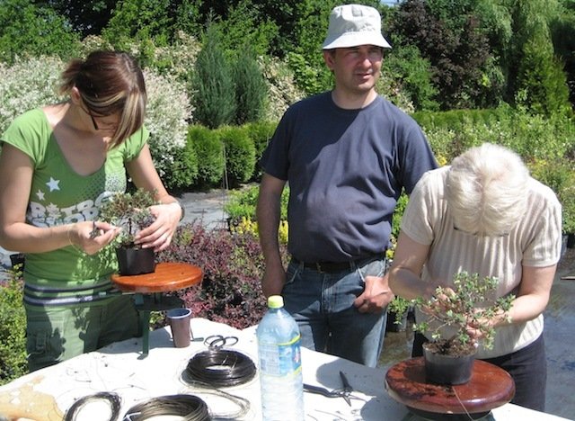 Klub Bonsai zaprasza na warsztaty