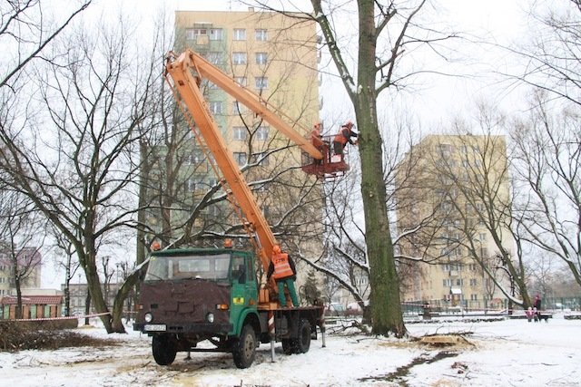 Głos w obronie drzew: świadome niszczenie, czy planowa wycinka? 