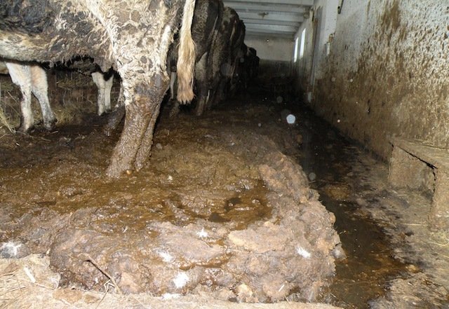 Wygłodzone zwierzęta trzymał w ich własnych odchodach