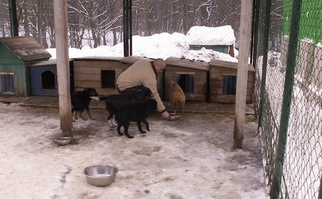 Skazani pomagają w schronisku dla zwierząt