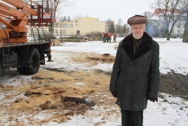  Czterdziestoletnie topole poszły pod piłę  