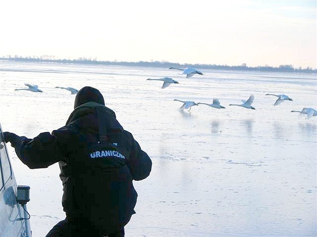 Uratowali 100 łabędzi