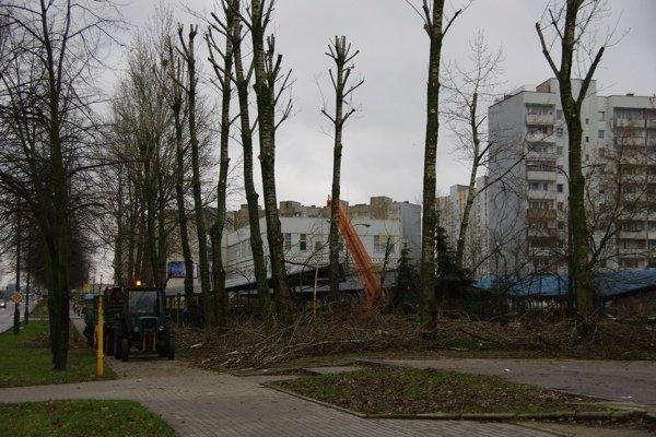 Topole straciły korony, czyli trwa przycinanie drzew na Zawadzie