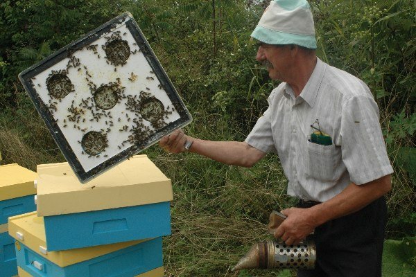 Pszczelarze narzekają na ceny benzyny i leków dla pszczół