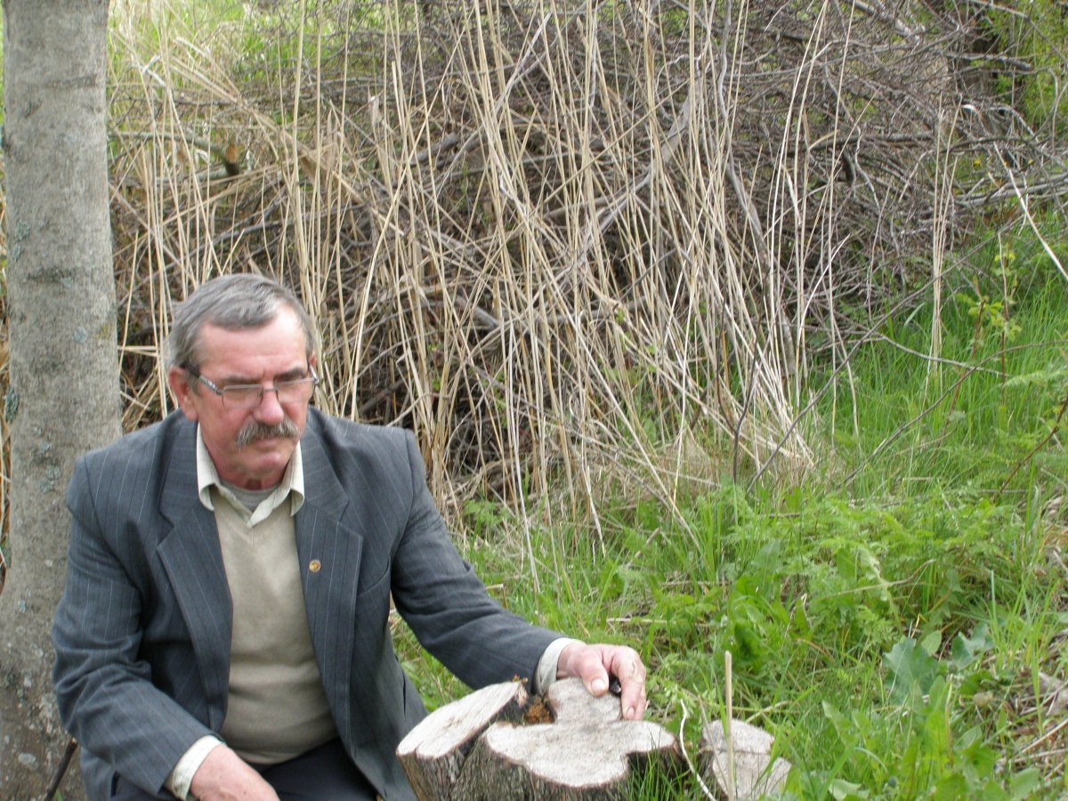 Wandle wycięli pięćdziesiąt pięknych lip 
