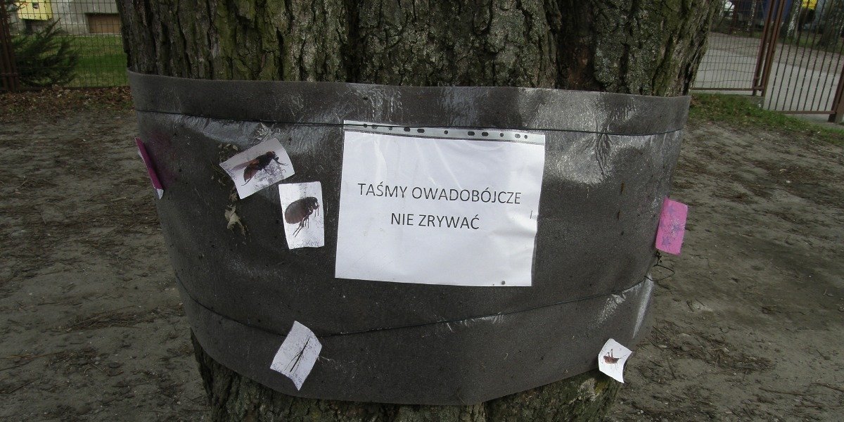 W Pasłęku zaszczepiono 108 kasztanowców