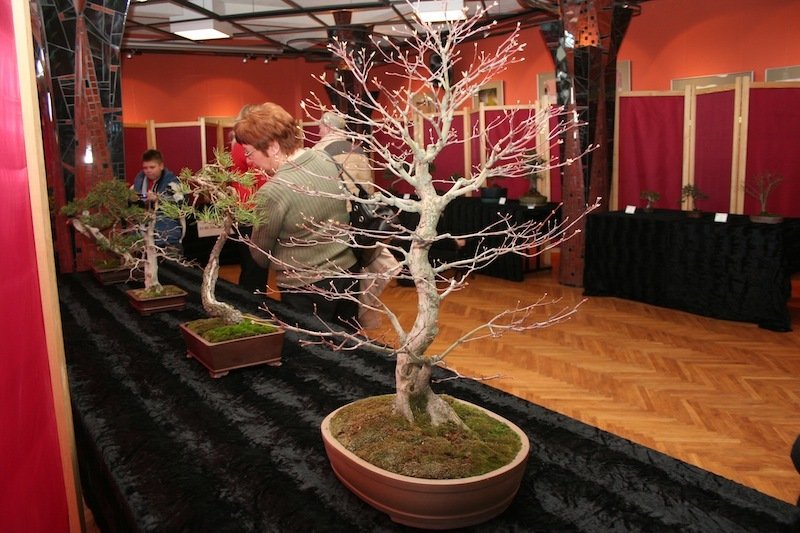 Sztuka bonsai w Centrum Spotkań Europejskich 