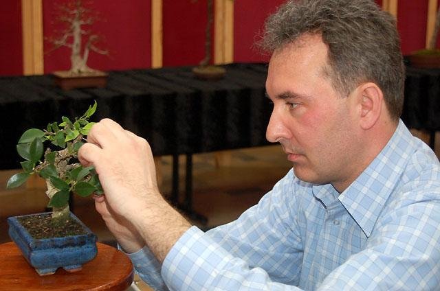 Wystawa drzewek bonsai  