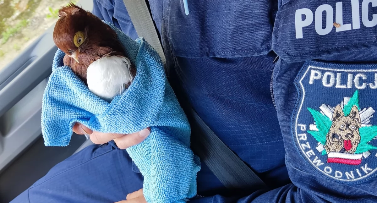 Patrol wodny w akcji. Policjanci wyciągnęli z rzeki wycieńczonego gołębia