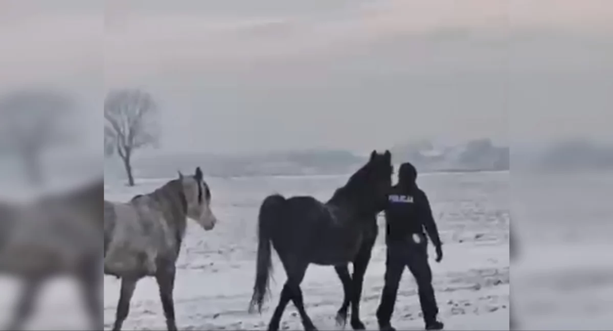 Konie na gigancie, policjanci z drogówki ruszyli na pomoc