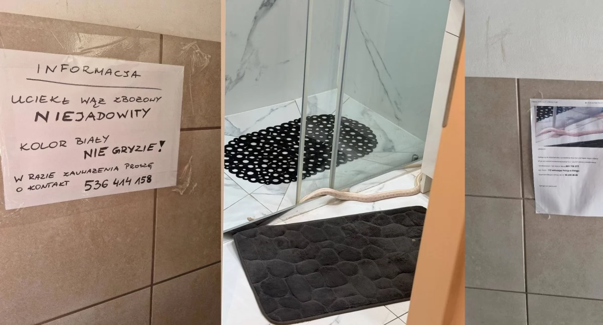 Wąż nadal na wolności. Mieszkańcy otrzymują ulotki