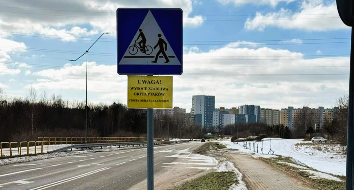 Blisko 30 martwych ptaków w Elblągu