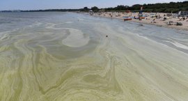 Jantar, Stegna i Kąty Rybackie. Tu pojawiły się sini&hellip;