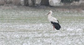 Od Afryki woli Pomorską Wieś. W dzień chodzi po łące&hellip;