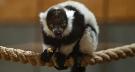 W zoo w Gdańsku przyszły na świat lemury zagrożone w&hellip;
