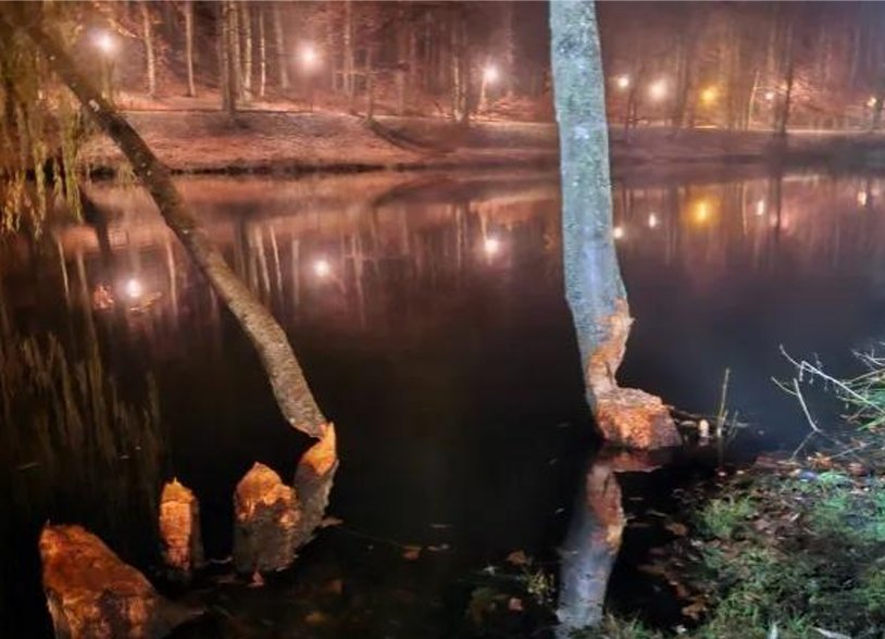 Bobry upodobały sobie park. Mieszkańcy się boją…