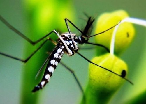 Rodzice uważajcie: w Europie i Polsce pojawia się komar tygrysi, a pomaga mu w tym epidemia koronawirusa!
