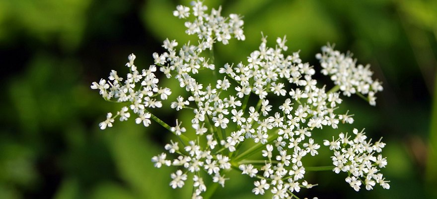 Barszcz Sosnowskiego: jedna z najbardziej niebezpiecznych roślin, która rośnie na łące
