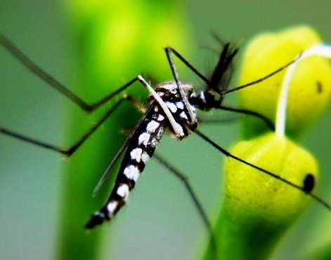 Rodzice uważajcie: w Europie i Polsce pojawia się komar tygrysi, a pomaga mu w tym epidemia koronawirusa!
