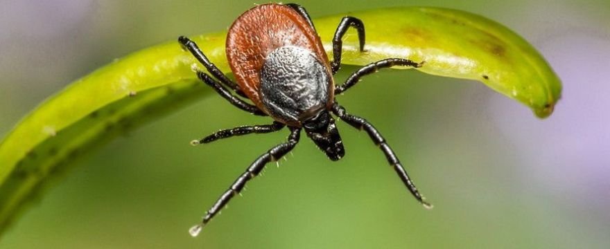 Borelioza wciąż groźna: skuteczny lek jest już na horyzoncie!
