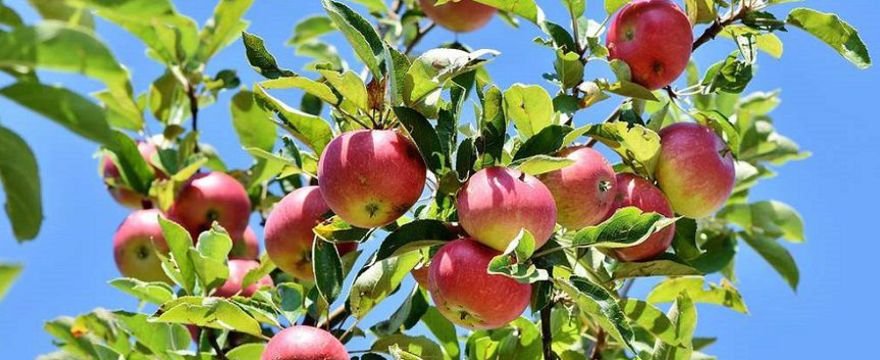 Jak zrobić ocet jabłkowy domowym sposobem? Najlepsze przepisy 2019