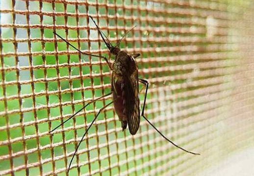 Naturalne sposoby na ukąszenia komarów i innych owadów