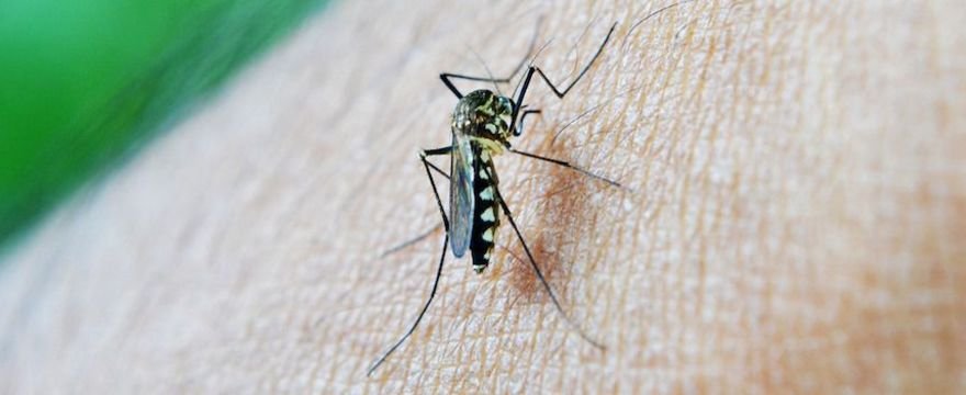 Czy ukąszeń komarów trzeba się bać? Plaga komarów w Polsce