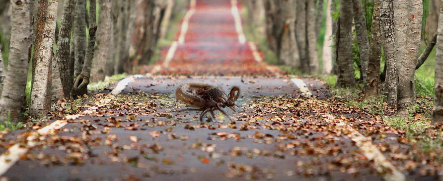 Jak usunąć kleszcza? Pozbądź się go prawidłowo!