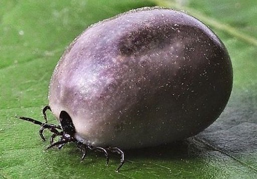 Kleszcze już się obudziły!Uważajcie podczas spacerów z dziećmi