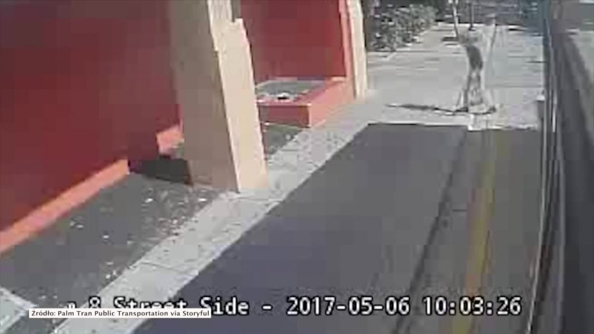 Kobieta potknęła się i omal nie wpadła pod jadący autobus. Kierowca wykazał się refleksem i uniknął tragedii