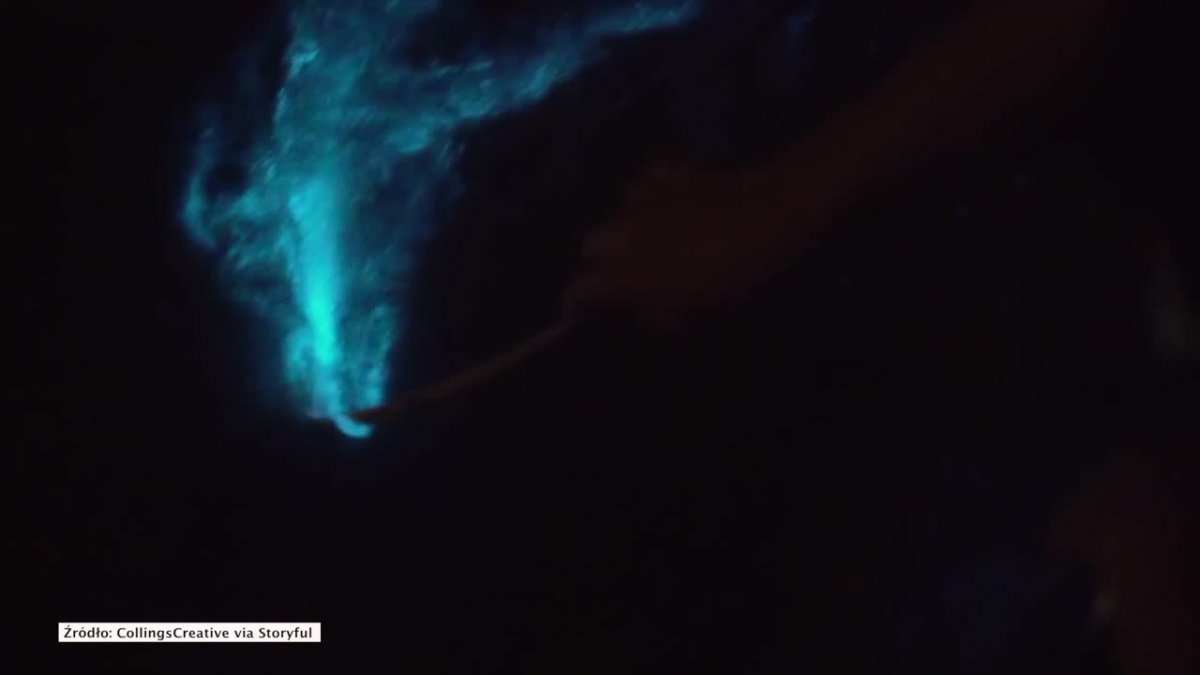 Bioluminescencyjna woda u wybrzeży Tasmanii zachwyca turystów