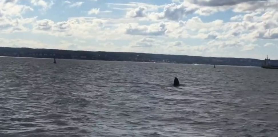 10-metrowy wieloryb zaplątał się w sieci na wysokości plaży na Westerplatte w Gdańsku