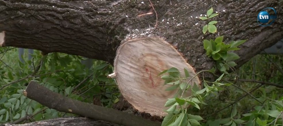 Wielkie drzewo runęło na dwa samochody