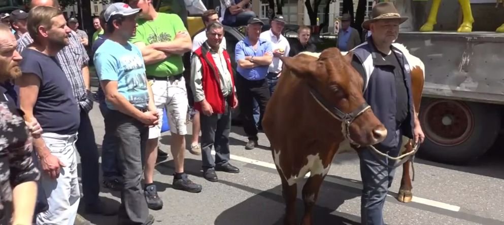 Producenci mleka protestują przeciwko niskim cenom skupu