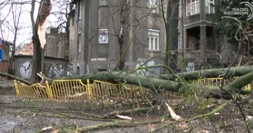 Duże zniszczenia w Zachodniopomorskiem. Wichura łamie drzewa