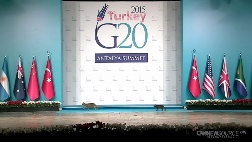 Szczyt G20 opanowały... koty!