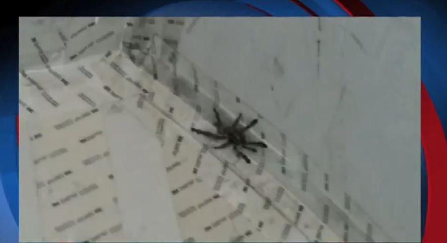 Tarantula na pokładzie samolotu. Pilot przymusowo lądował