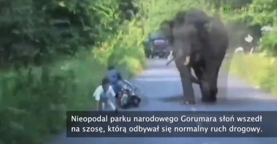 Słoń zaatakował motocyklistów