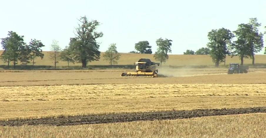 Ogromny pożar na polu pod Poznaniem. Spłonęło 35 hektarów jęczmienia, 200 tys. zł 