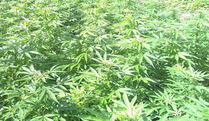 Założył plantację marihuany w... domu starości