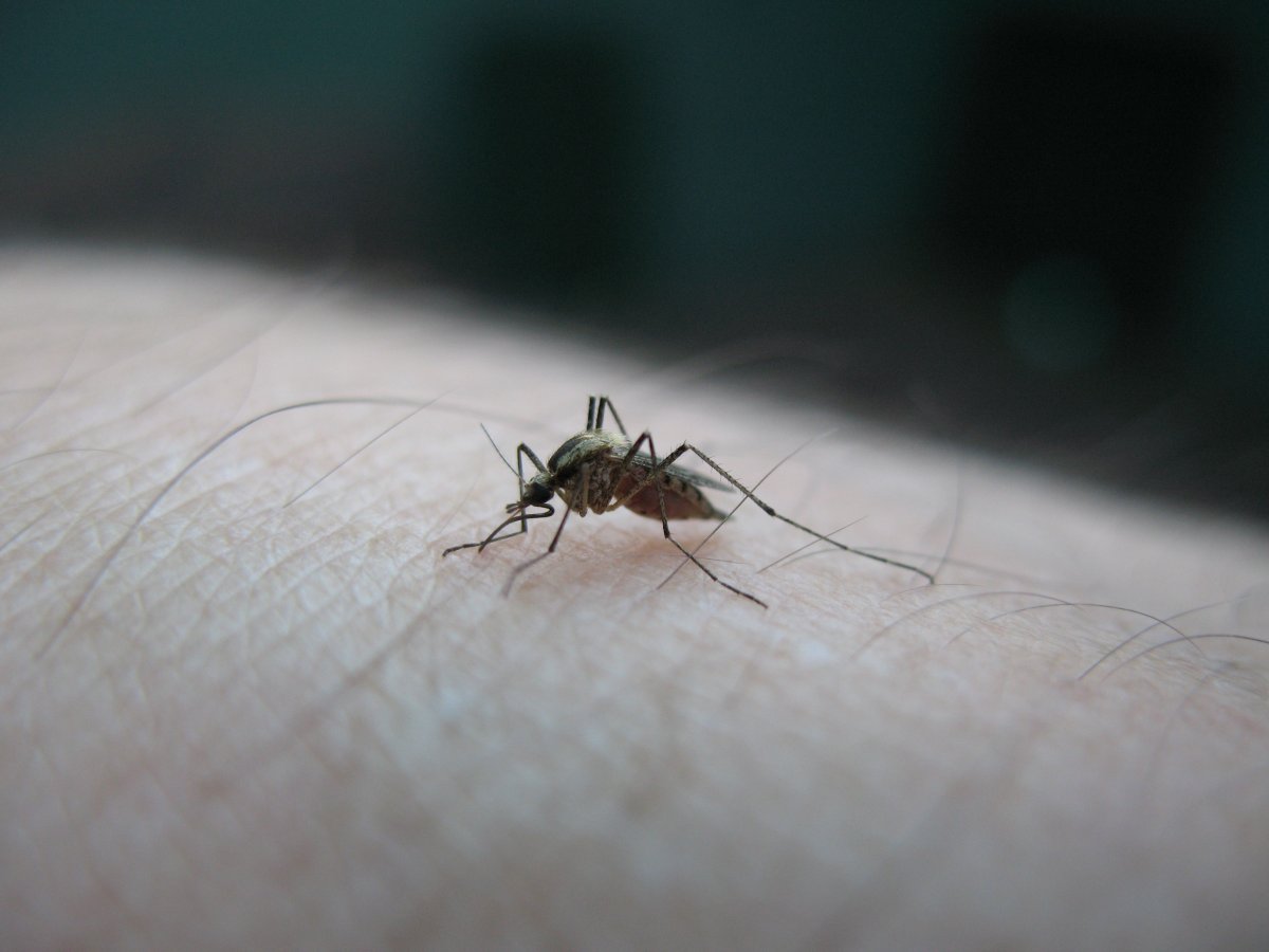 Plaga komarów w całej Polsce