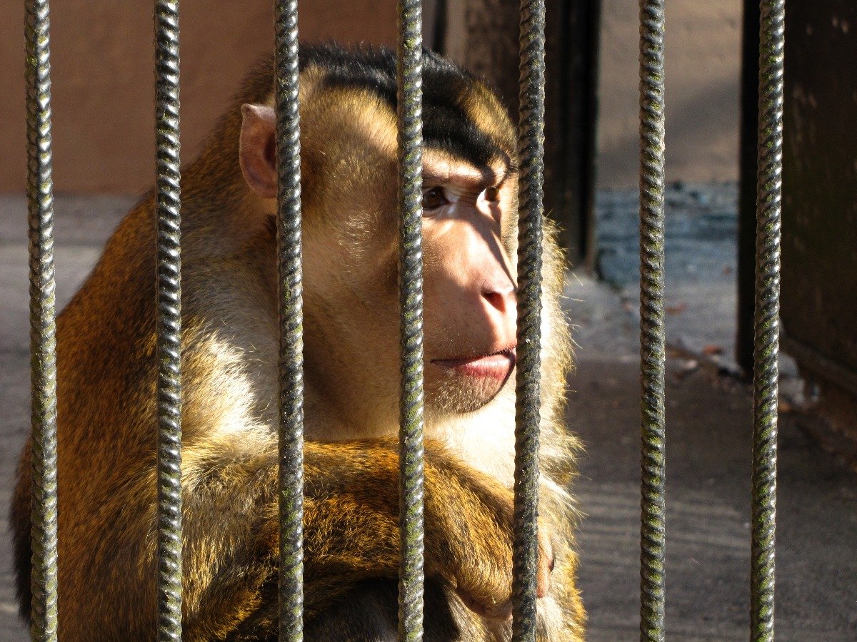 Pracownicy ZOO muszą znać zasady marksizmu-leninizmu