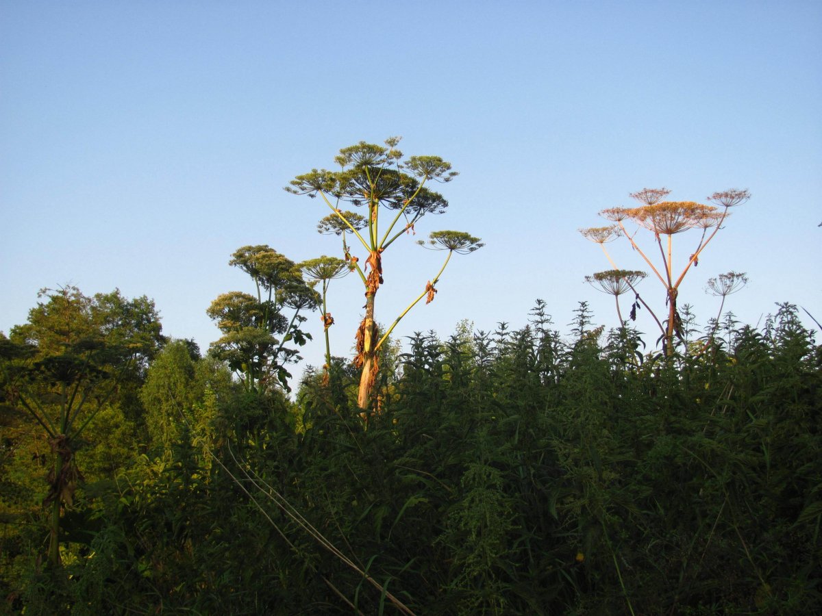 Coraz więcej zgłoszeń 