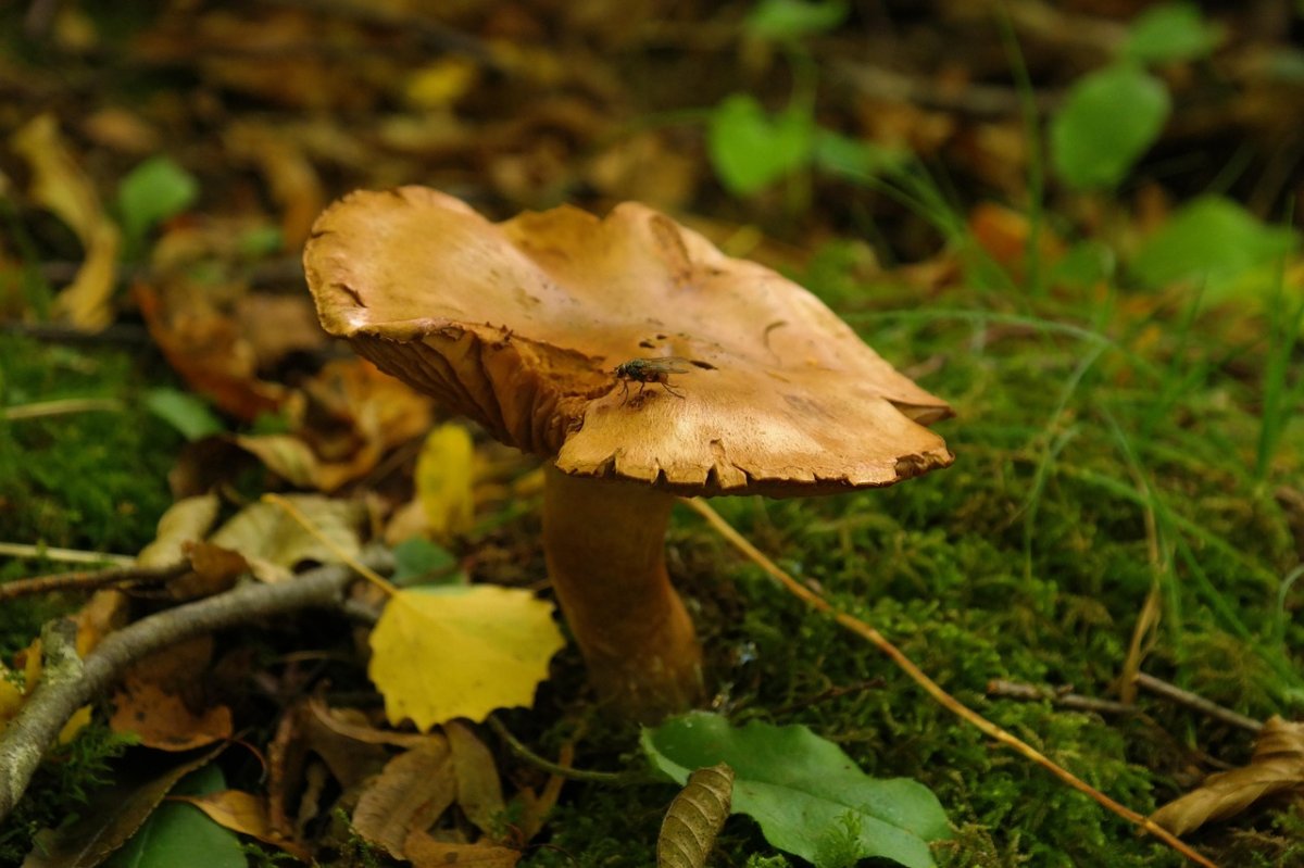 Kiedyś ceniony na stołach, dziś uznawany za groźny truciciel
