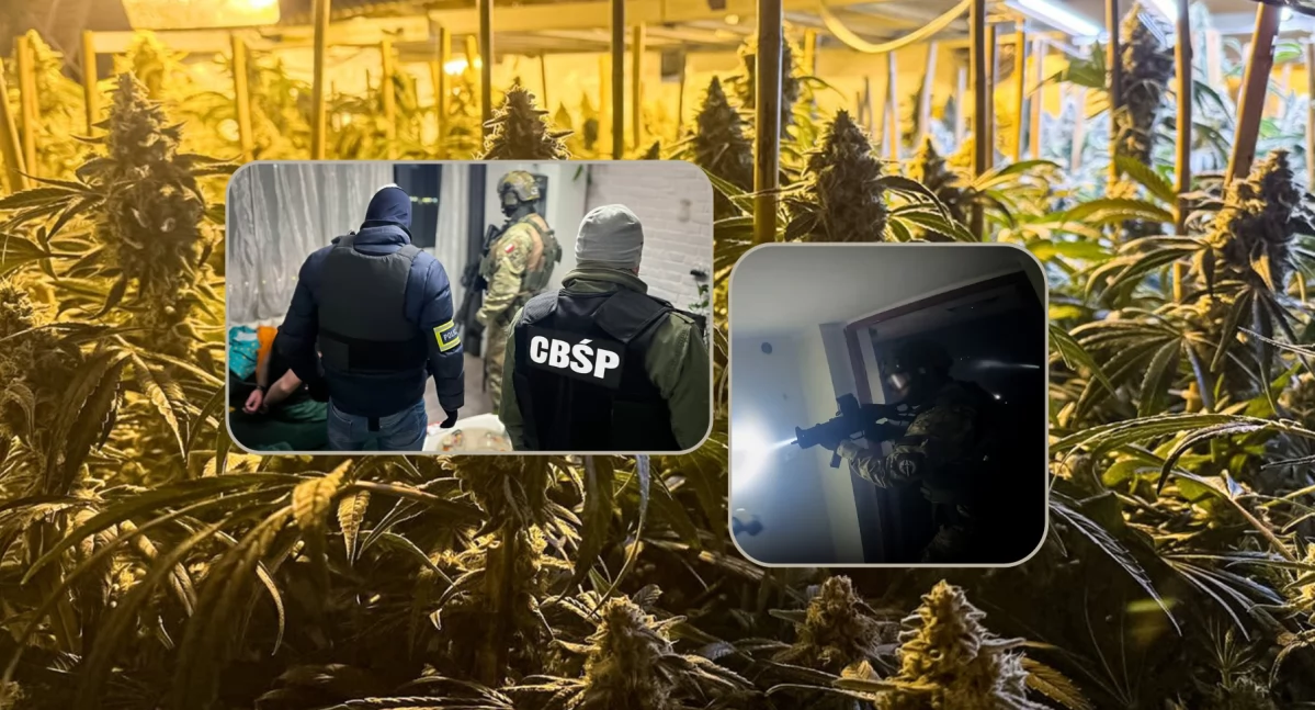 Ogromna plantacja marihuany. CBŚP w akcji [VIDEO]
